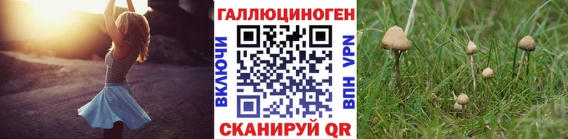 Псилоцибиновые грибы Cubensis Тольятти